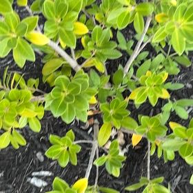 Photo of the plant species Veronica odora by @SacrosanctFern8 named Leaf Erickson on Greg, the plant care app