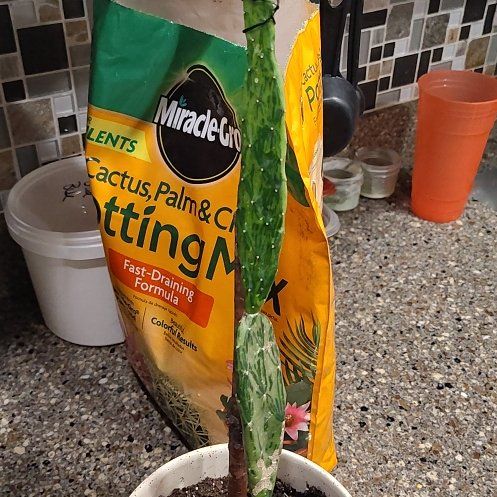 Photo of the plant species Variegated Prickly Pear Cactus by @ChirpyBoneset82 named Variegated prickly pear on Greg, the plant care app