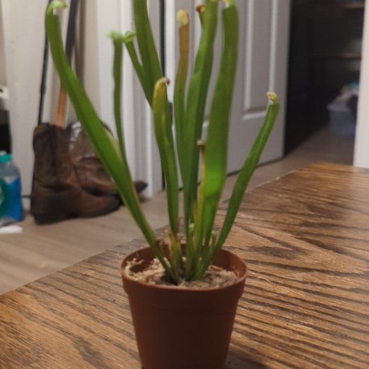 Photo of the plant species Trumpet Pitcher by @LushLychee19 named Elina on Greg, the plant care app