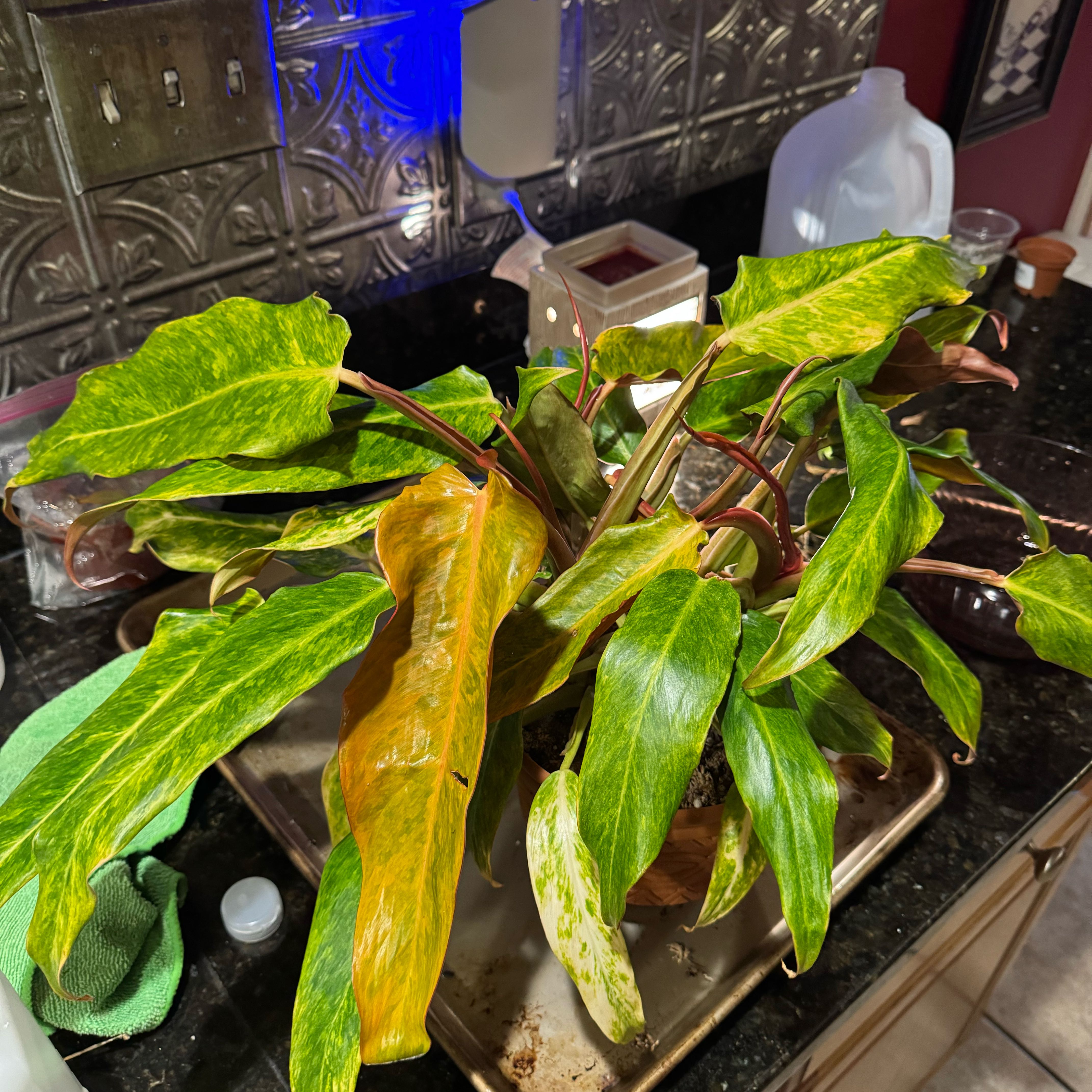 Photo of the plant species Orange Marmalade Philodendron by @PetSunburst62 named Captain Plant-it on Greg, the plant care app