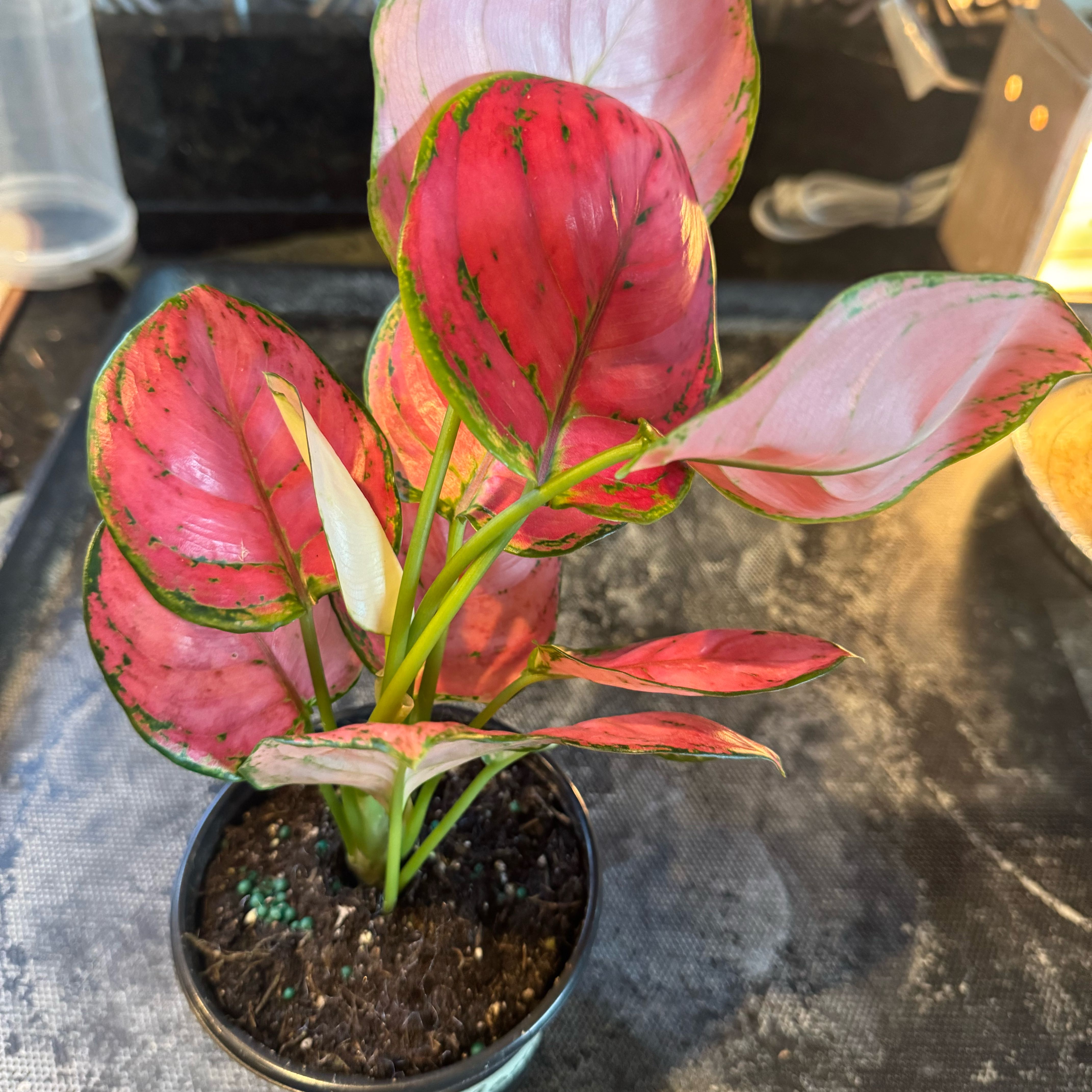 Photo of the plant species Aglaonema 'Sweet Candy' by @PetSunburst62 named Athena on Greg, the plant care app