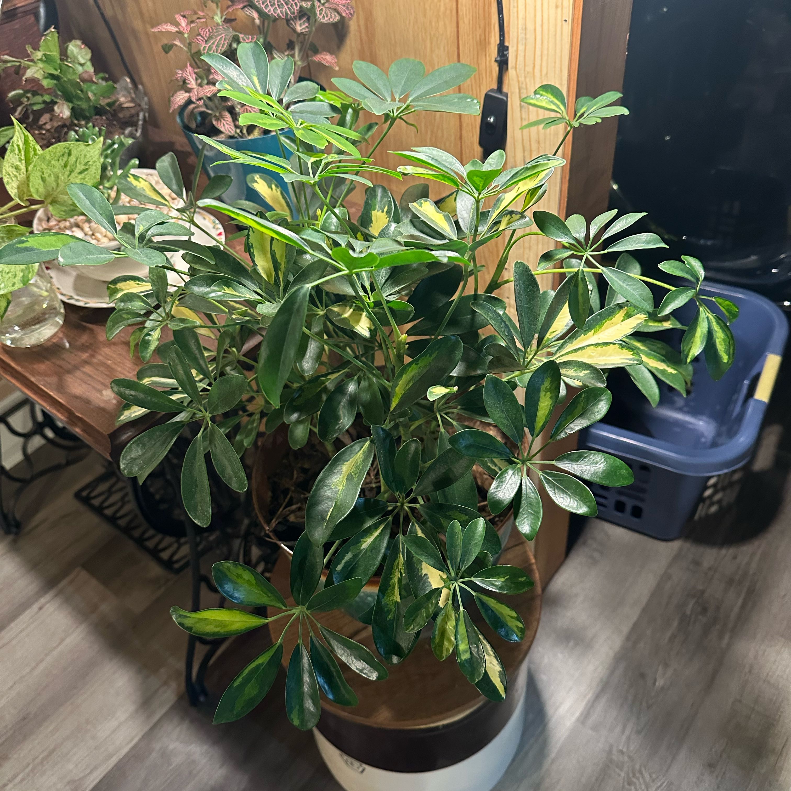 Photo of the plant species Variegated Umbrella Plant by @FitOkra17 named Cleopantra on Greg, the plant care app