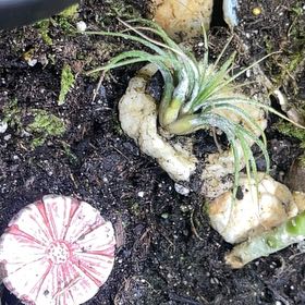Photo of the plant species Tillandsia Stricta by @YeahDaisy22 named Planty on Greg, the plant care app