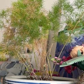 Photo of the plant species Ming Fern by @6ET named wing on Greg, the plant care app