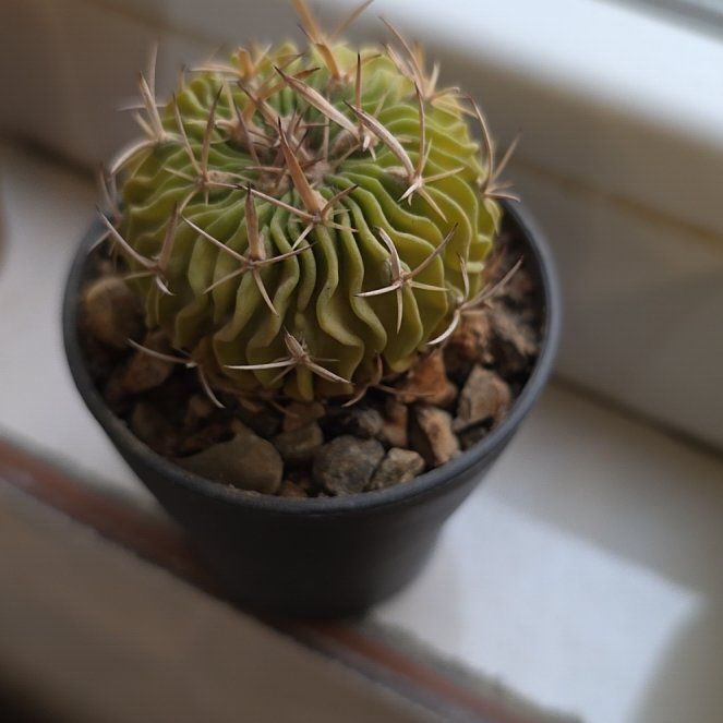 Photo of the plant species Tepenexcomitl by @ChicRossavens11 named Harry on Greg, the plant care app