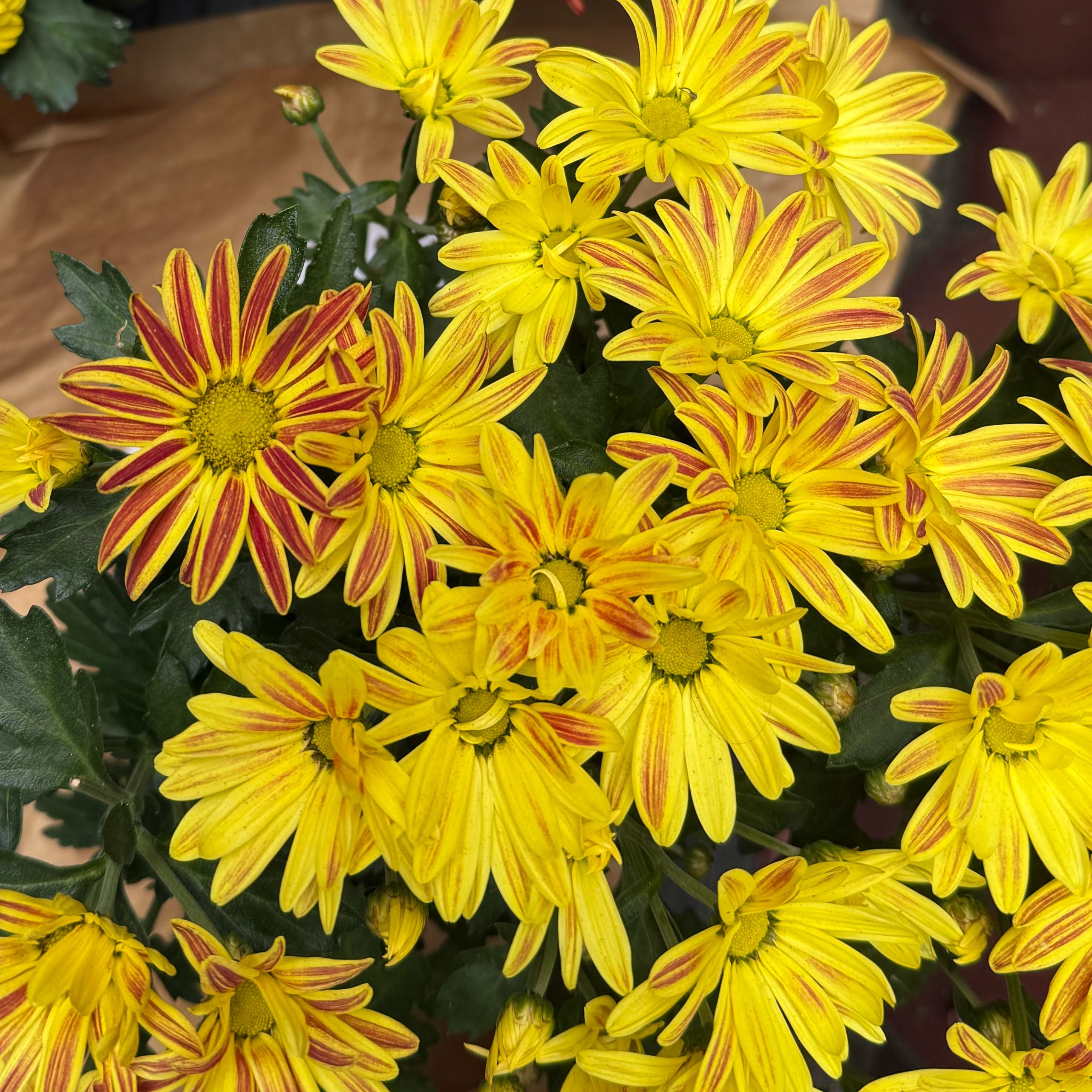Photo of the plant species Pelee Mum by @RadBearcorn63 named Foxxy on Greg, the plant care app
