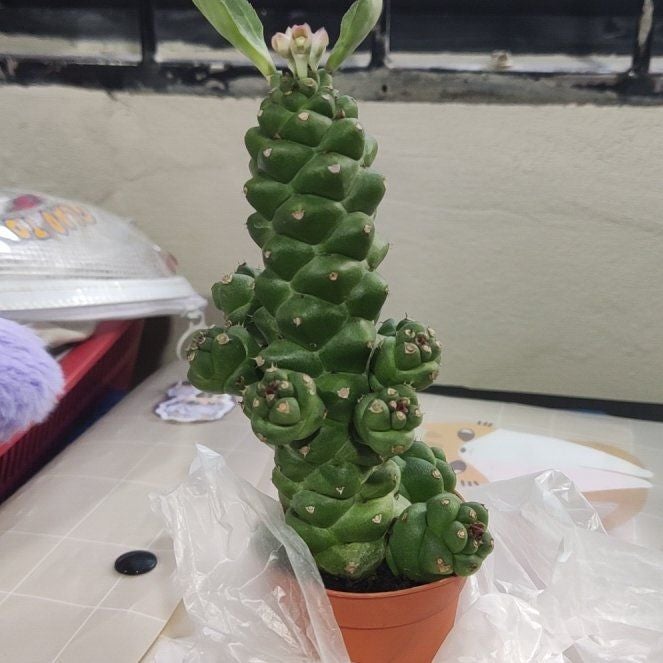 Photo of the plant species Euphorbia ritchiei by @OutgoingBeech80 named Sol on Greg, the plant care app