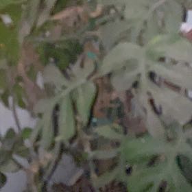 Photo of the plant species Sceptridium dissectum by @AcademicIcarus named Harper on Greg, the plant care app