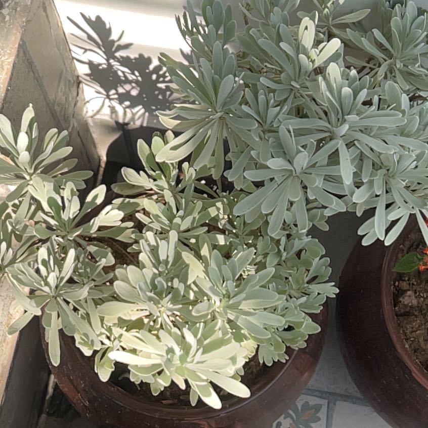 Photo of the plant species Crossostephium chinense by @AthleteAnise75 named Cross on Greg, the plant care app