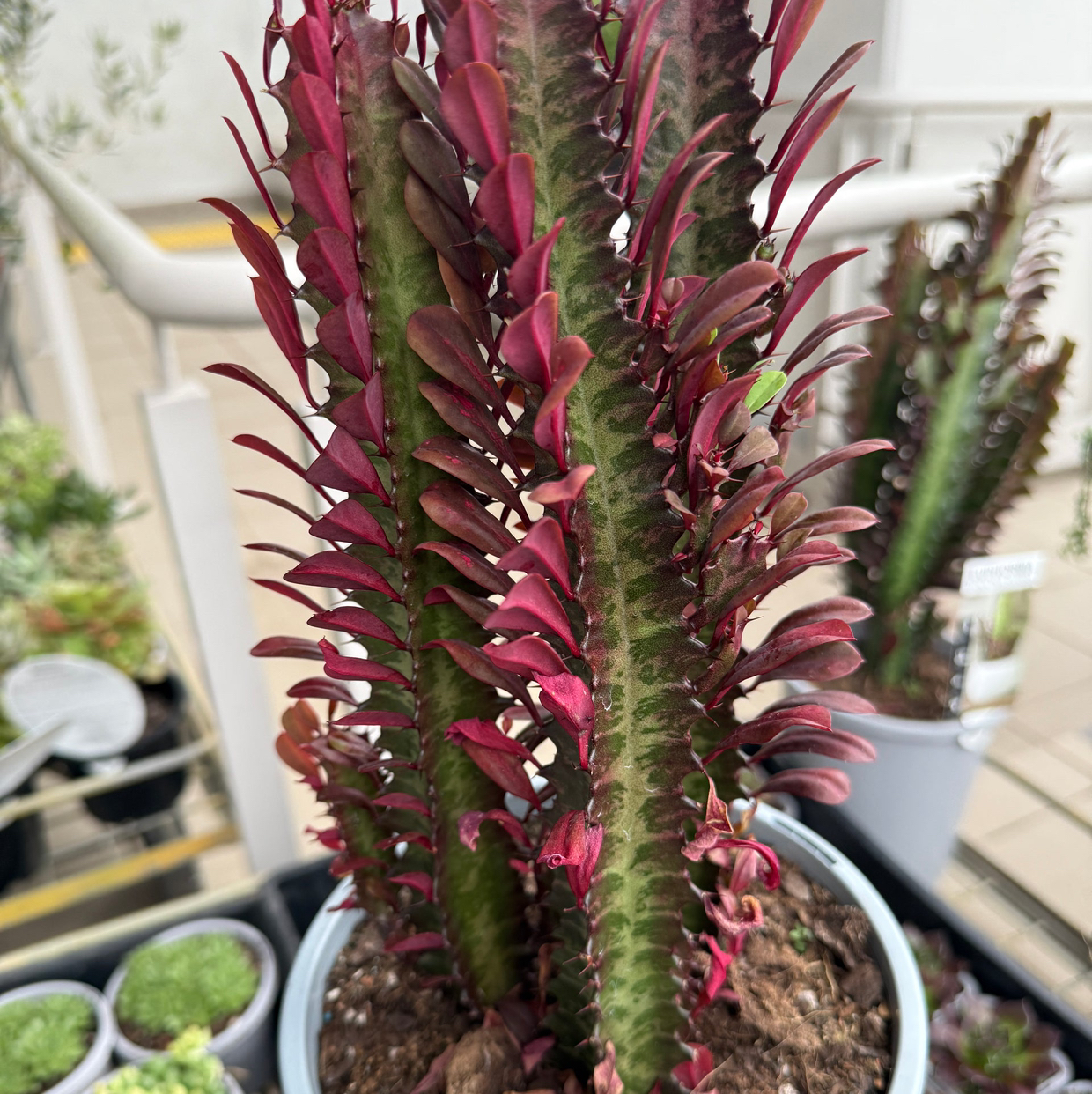 | IMANI | African Milk Tree