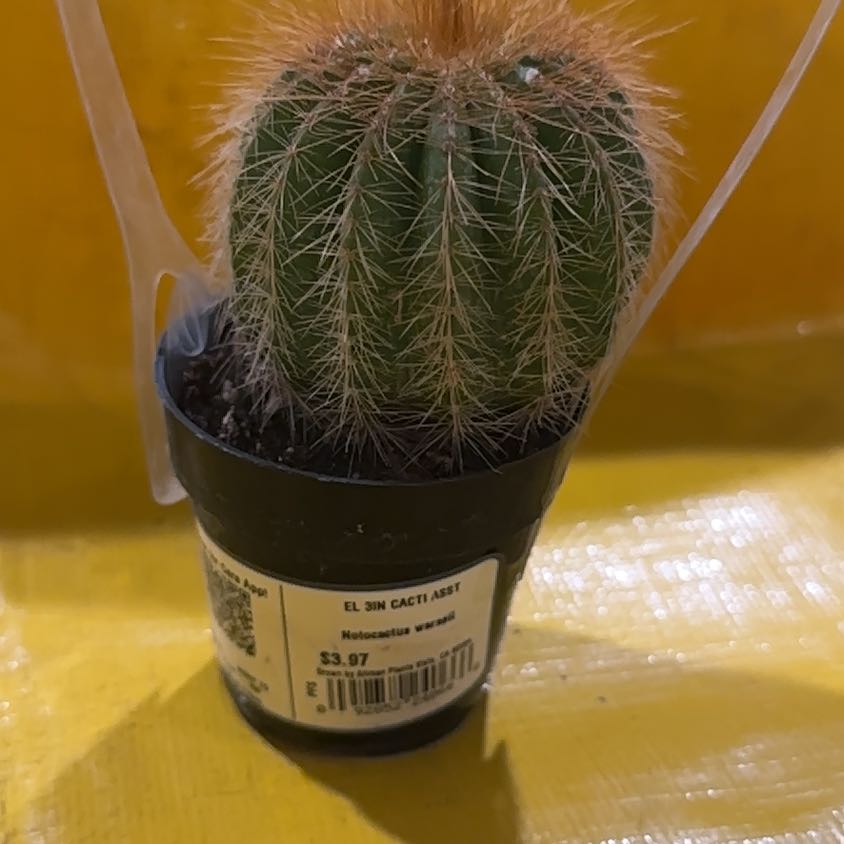 Photo of the plant species Notocactus warasii by @ActualTearose99 named Rihanna on Greg, the plant care app