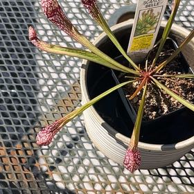 Photo of the plant species Scarlet Belle by @FamouslyRose63 named Aristotle on Greg, the plant care app