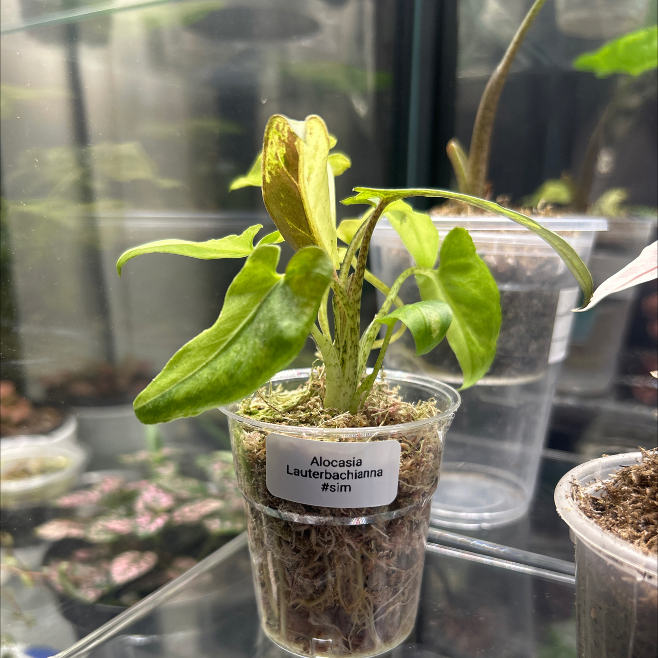 Photo of the plant species Alocasia Lauterbachiana Variegated by @Rena100 named Chopster on Greg, the plant care app