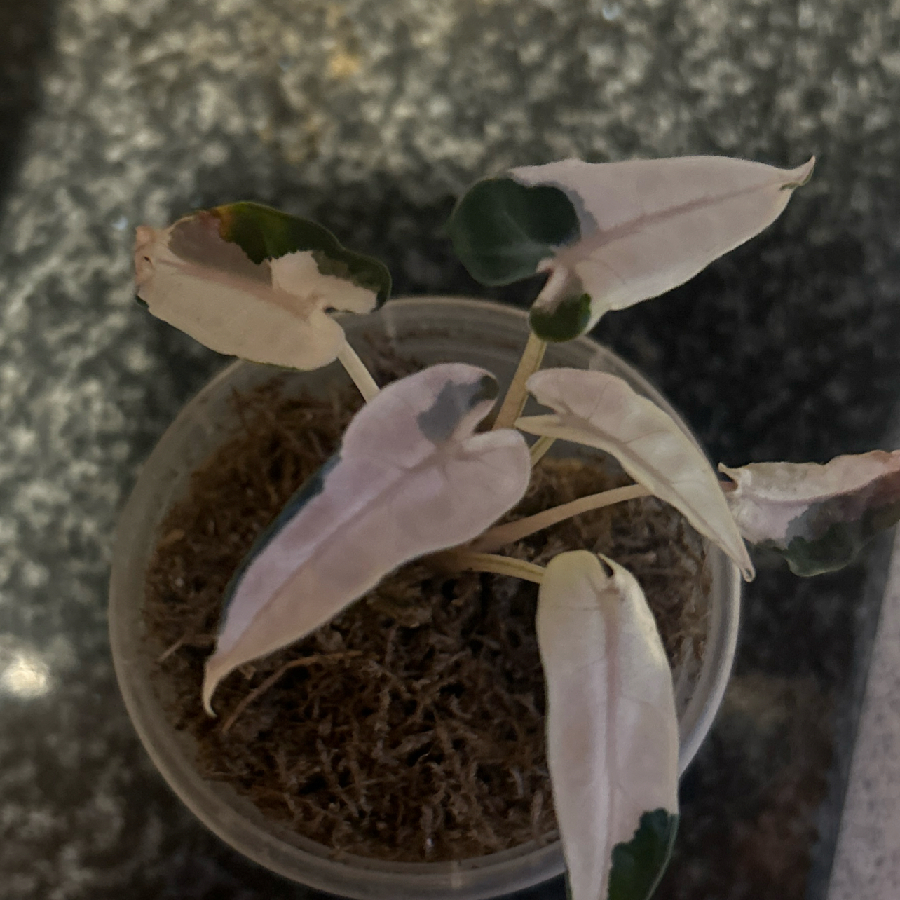 Photo of the plant species Alocasia Pink Bambino by @Rena100 named Gaga on Greg, the plant care app