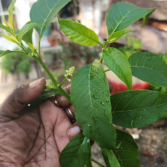 Photo of the plant species American Pokeweed by @SisterSunshine named Kendall on Greg, the plant care app