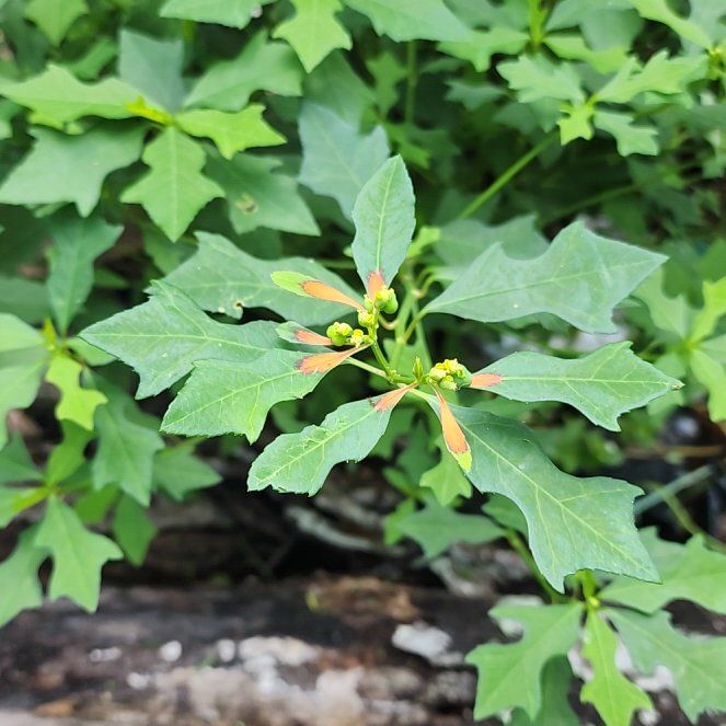 Photo of the plant species Mexican Fireplant by @SisterSunshine named Sanders on Greg, the plant care app
