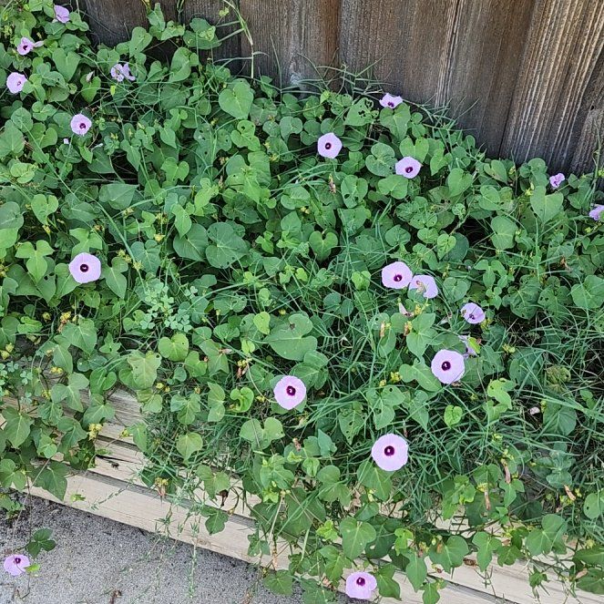 Photo of the plant species Tievine by @GrowingJicaro54 named Kendall on Greg, the plant care app