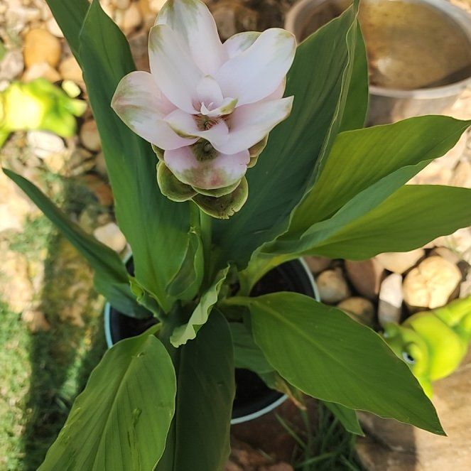 Photo of the plant species Butterfly Ginger by @GrowingJicaro54 named Bigleef Smalls on Greg, the plant care app