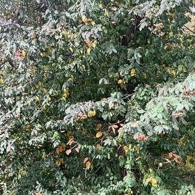 Photo of the plant species Autumn Olive by @EagerCentella57 named Athena on Greg, the plant care app