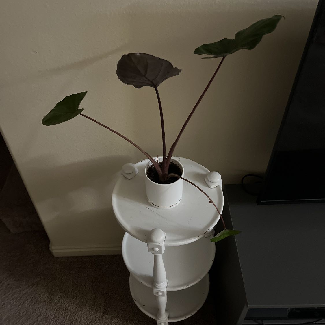 Photo of the plant species Metalhead by @ZingBorage74 named Alocasia Metalhead on Greg, the plant care app