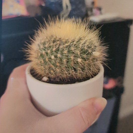 Photo of the plant species Parodia chrysacanthion by @SwiftDollartree named Tames on Greg, the plant care app
