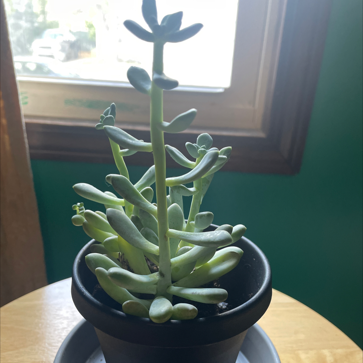 Photo of the plant species Belle Blue by @PureRhodora73 named Ronaldo on Greg, the plant care app