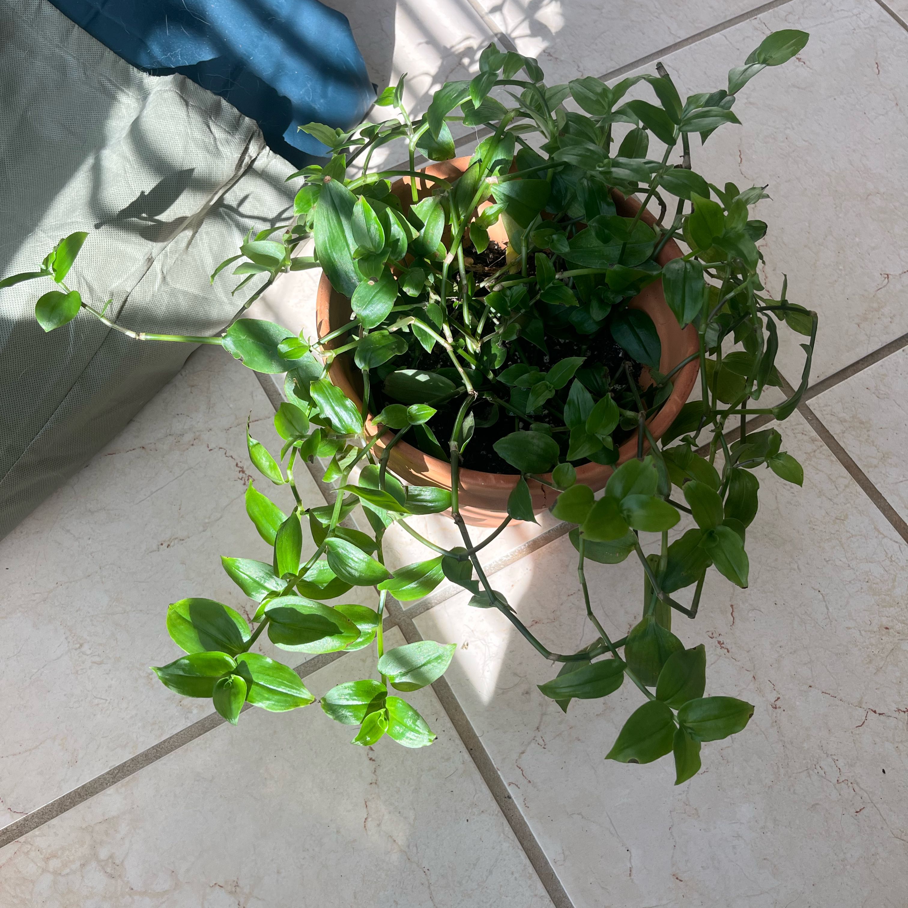 Photo of the plant species Small-Leaf Spiderwort by @StylishFirebush named Winston on Greg, the plant care app
