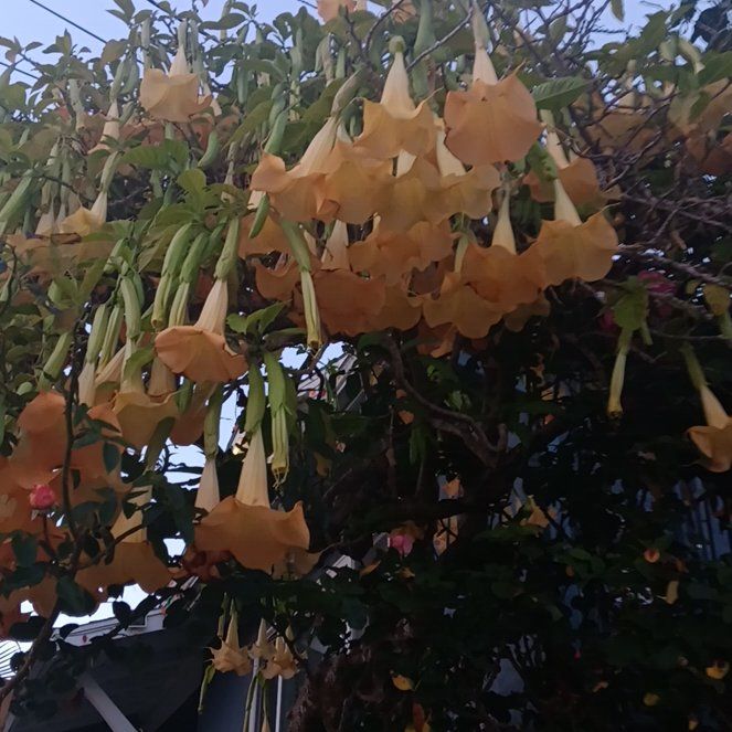 Photo of the plant species Angel's Trumpet by @ObservantAgboy named Leaf Erickson on Greg, the plant care app