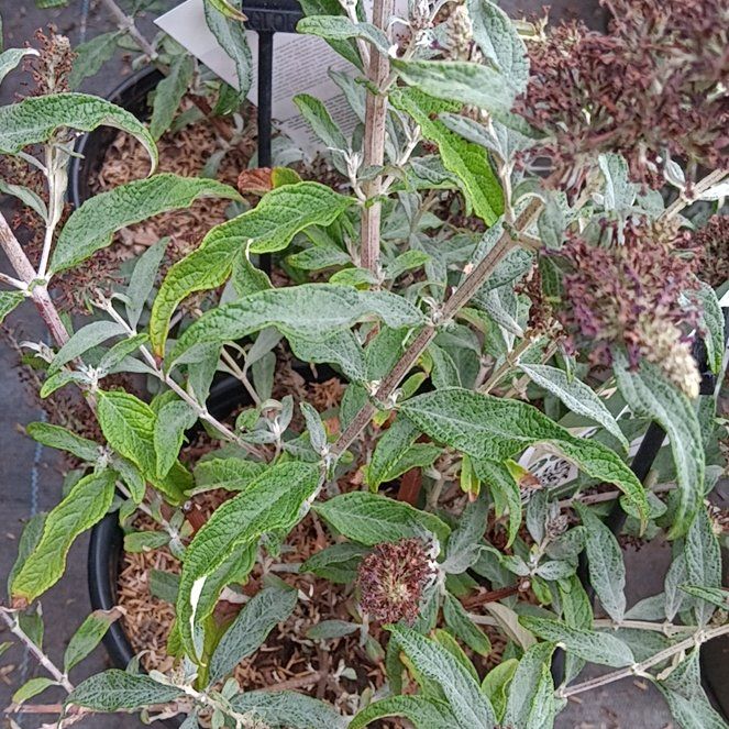 Photo of the plant species Wrinkled Viburnum by @ObservantAgboy named Osmo on Greg, the plant care app