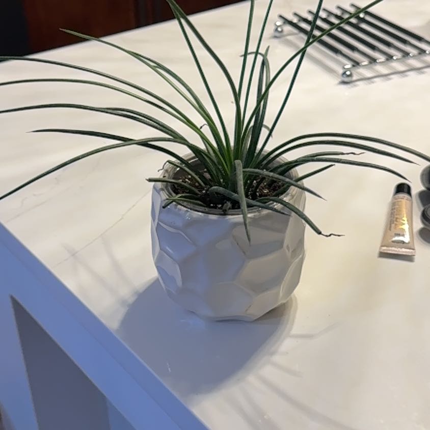 Photo of the plant species Twin Flower Agave by @TheOnlyHessia named Einstein on Greg, the plant care app
