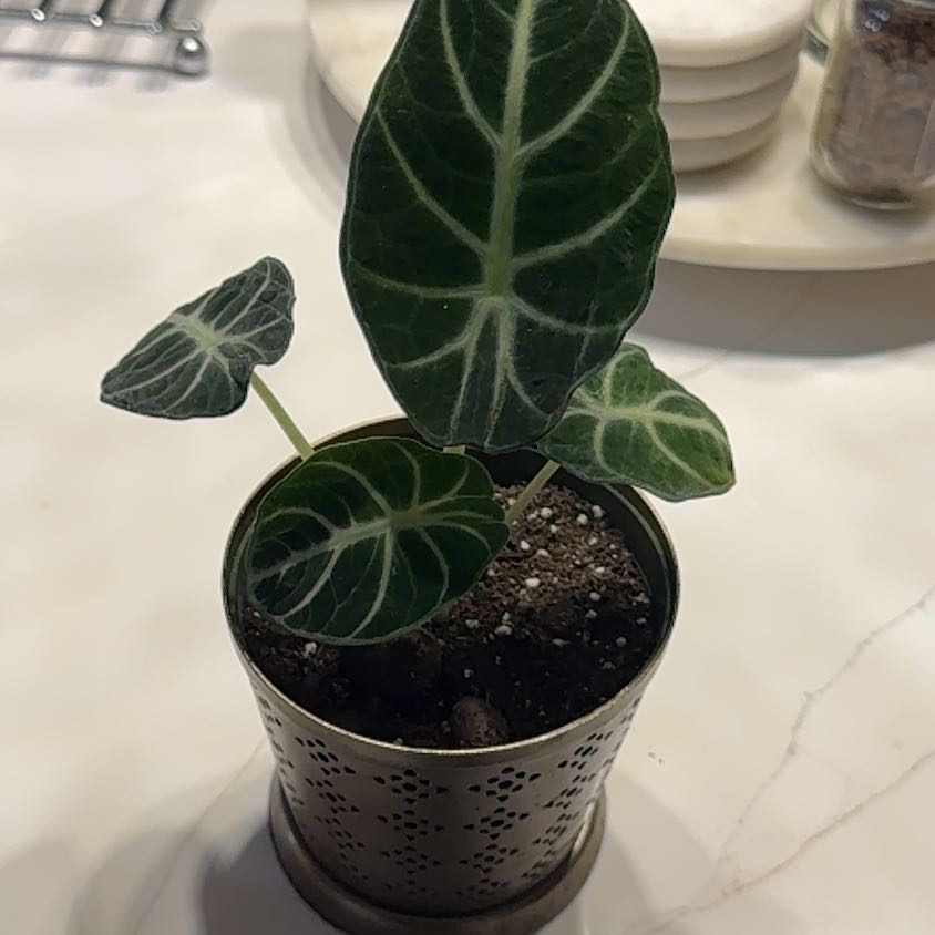 Photo of the plant species alocasia ninja by @TheOnlyHessia named Velvet on Greg, the plant care app