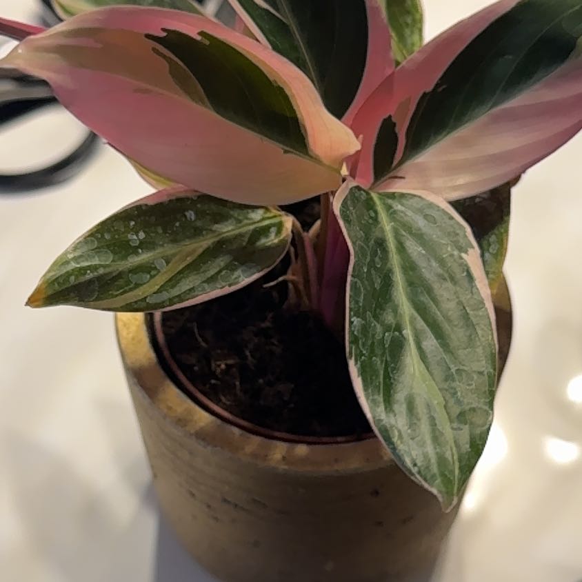 Photo of the plant species Stromanthe Triostar by @TheOnlyHessia named Wall-E on Greg, the plant care app