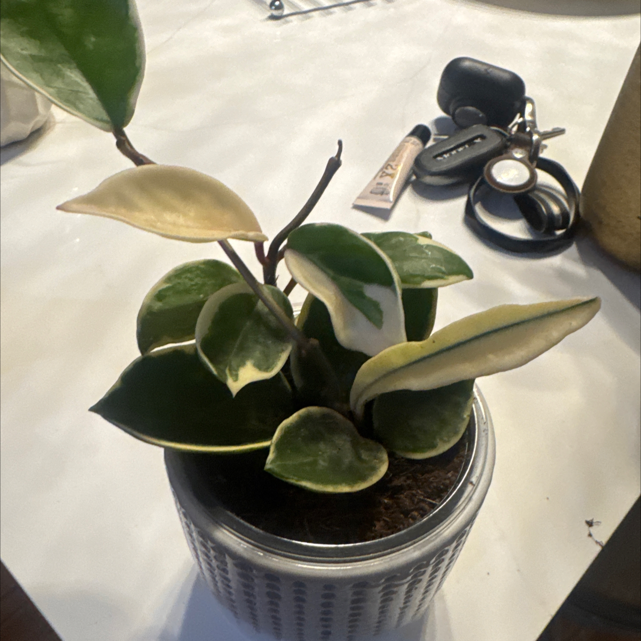 Photo of the plant species Hoya Albo by @TheOnlyHessia named Willow on Greg, the plant care app