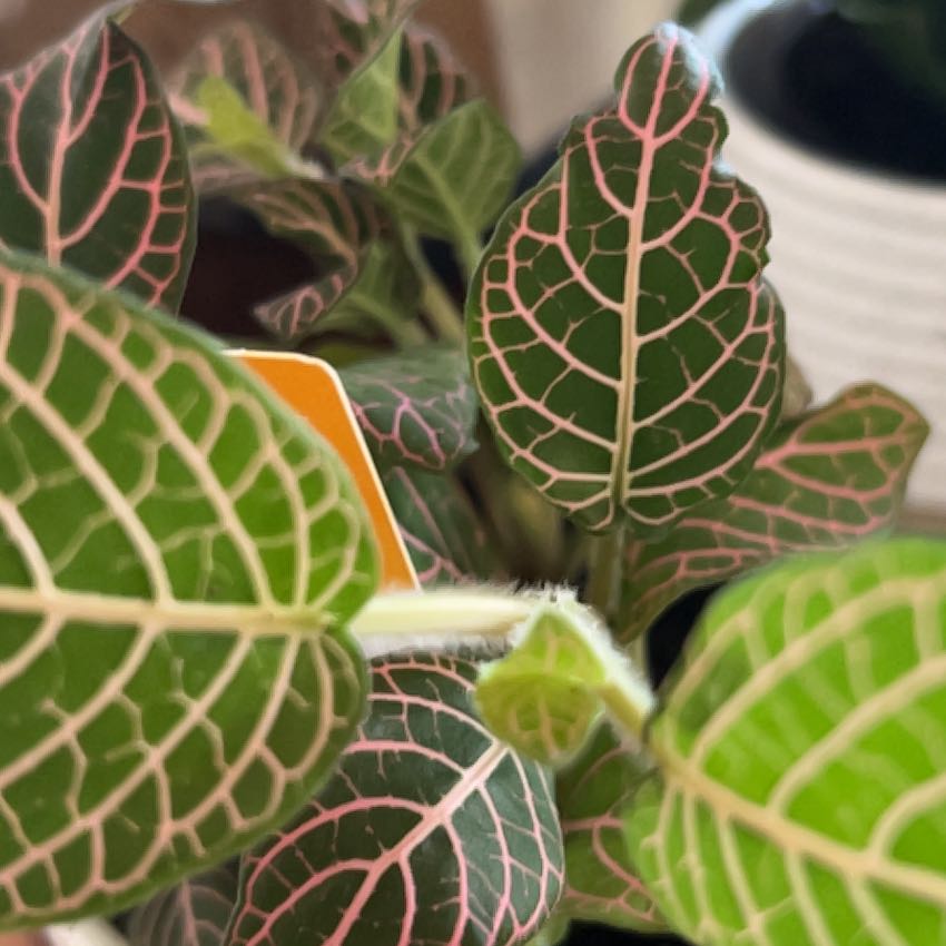 Photo of the plant species Red Vein by @TimelyCacto18 named Lola on Greg, the plant care app