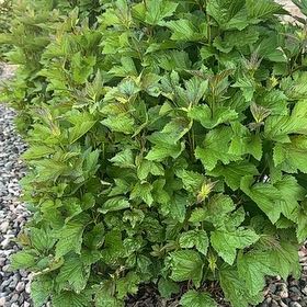 Photo of the plant species American Cranberrybush Viburnum by @IncisiveSkimmia named Hemingway on Greg, the plant care app