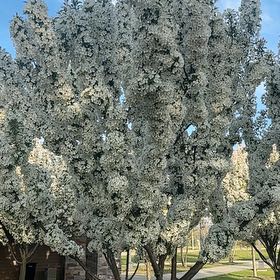 Photo of the plant species Bradford Pear by @IncisiveSkimmia named Lola on Greg, the plant care app