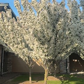 Photo of the plant species Bradford Pear by @IncisiveSkimmia named Emerson on Greg, the plant care app