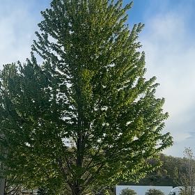 Photo of the plant species Black Poplar by @IncisiveSkimmia named Nemo on Greg, the plant care app