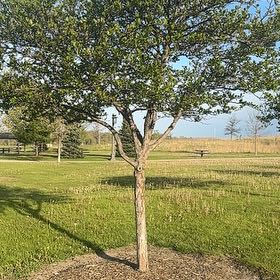 Photo of the plant species Southern Live Oak by @IncisiveSkimmia named Apollo on Greg, the plant care app