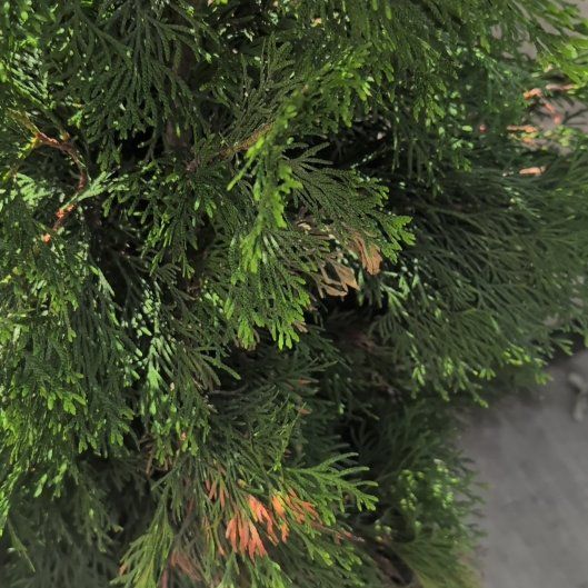 Photo of the plant species Arborvitae by @FamedCaraway77 named Lebron on Greg, the plant care app