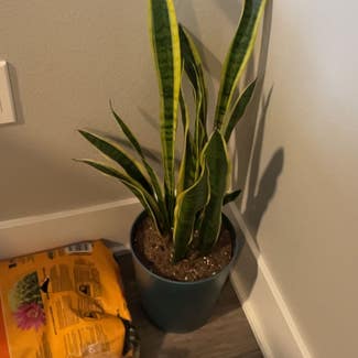 Snake Plant plant in Ames, Iowa
