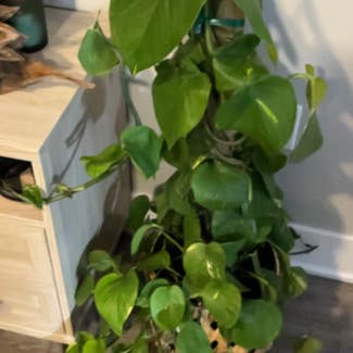 Heartleaf Philodendron plant in Ames, Iowa