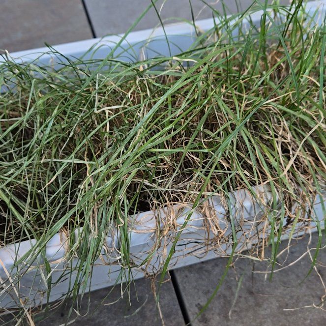 Photo of the plant species Perennial Ryegrass by @FirstBlueoak33 named McKinley on Greg, the plant care app