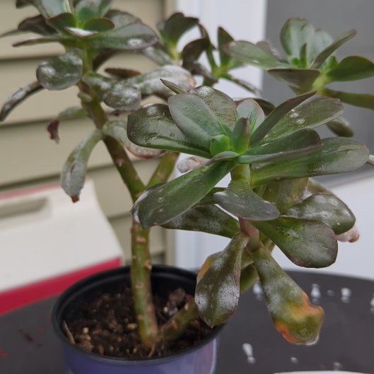 Photo of the plant species Echeveria 'Mahogany Rose' by @HighRedpagoda75 named Huckleberry Fern on Greg, the plant care app