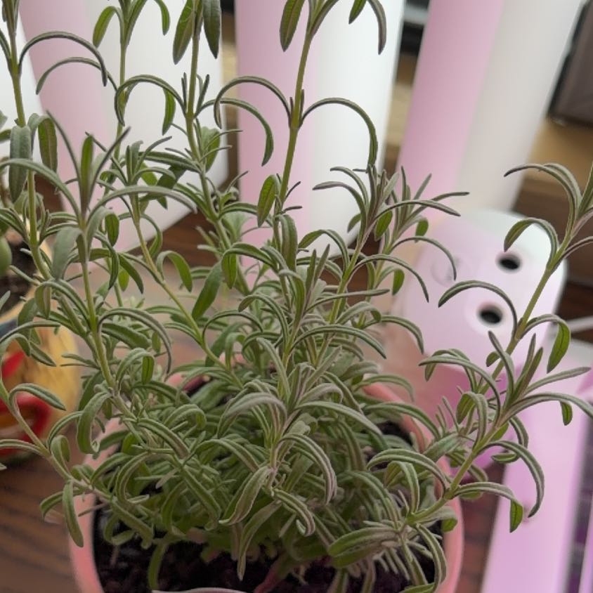 Photo of the plant species Spanish Lavender 'Lavinnova' by @NoblyBalsam90 named Fernie Saunders on Greg, the plant care app