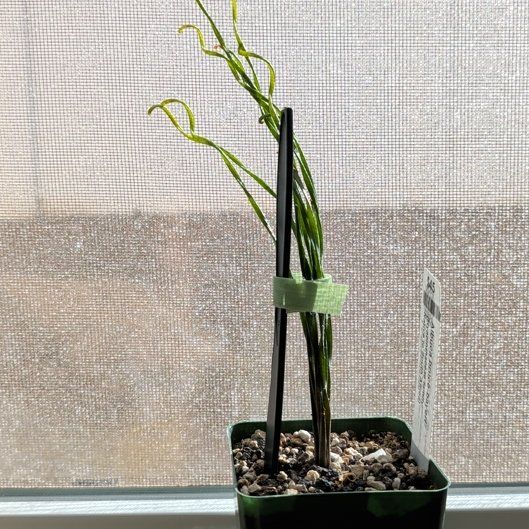 Photo of the plant species Albuca bruce-bayeri by @StoriedNeem53 named Bruce on Greg, the plant care app