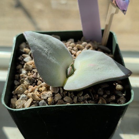 Photo of the plant species Cheiridopsis Peculiaris by @StoriedNeem53 named Forrest on Greg, the plant care app