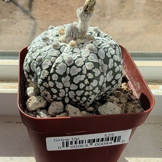 Photo of the plant species Silver Dollar Cactus by @StoriedNeem53 named Bruce Lee on Greg, the plant care app