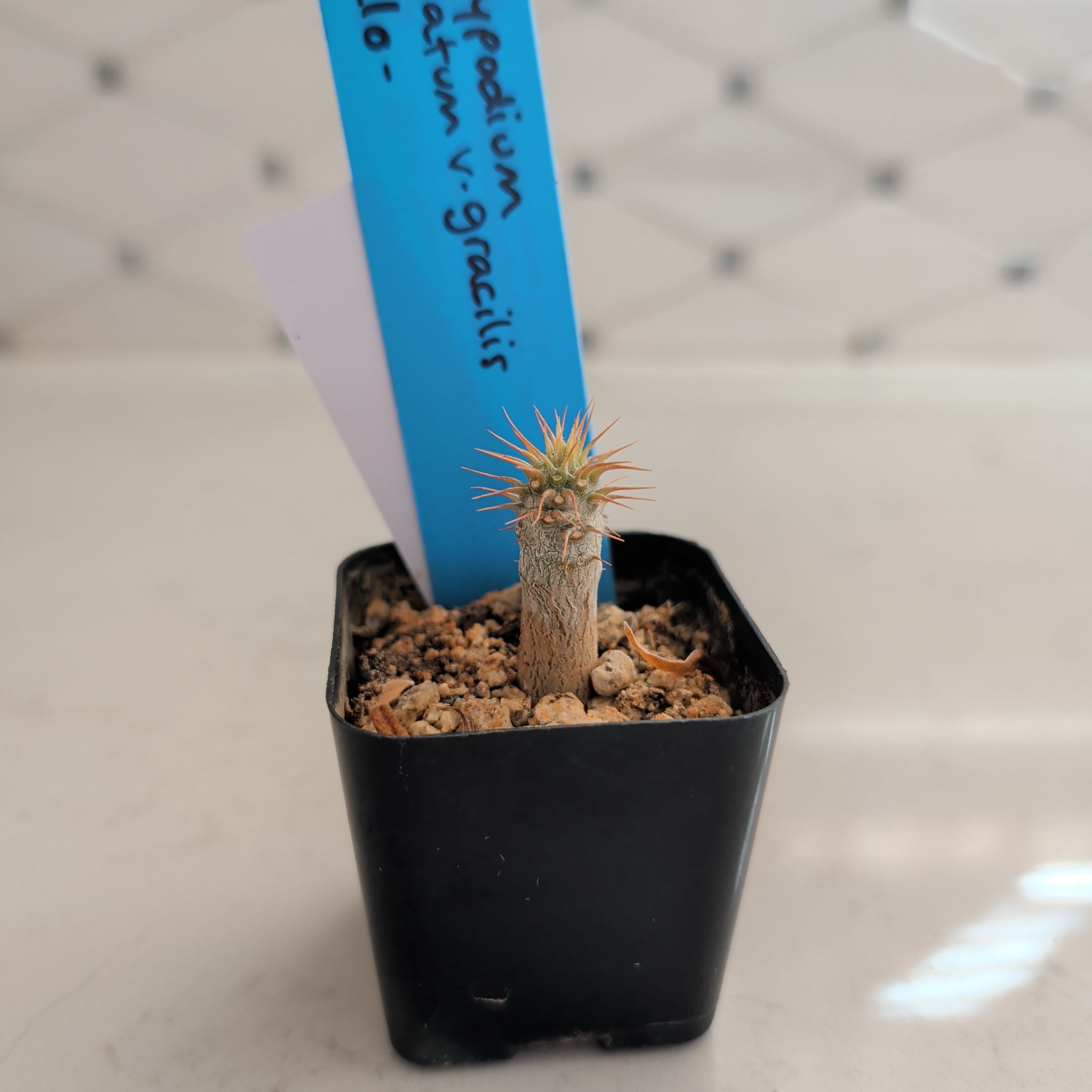 Photo of the plant species Elephant's Foot Plant by @StoriedNeem53 named Michelle Branch on Greg, the plant care app