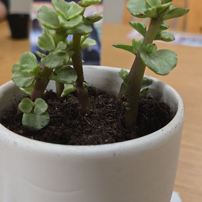 Photo of the plant species Portulacaria afra 'Manny' by @PureMystax55 named Morgan Treeman on Greg, the plant care app